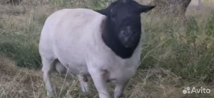 Ярки дорпер, кошкарчики, отьемыши от дорпера