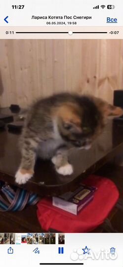 Котята в добрые руки