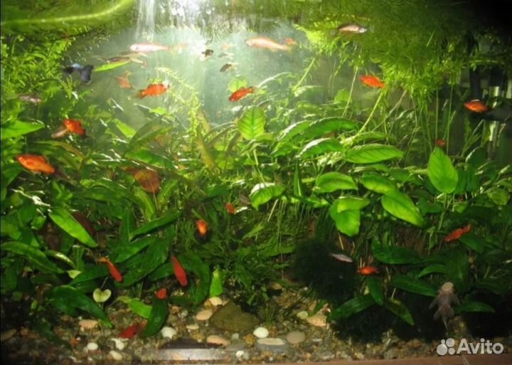 Аквариумные рыбки креветки