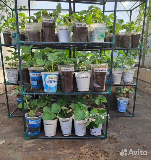 Саженцы клубники