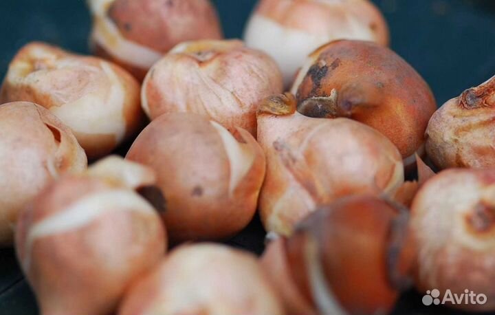 Луковицы тюльпанов для выгонки