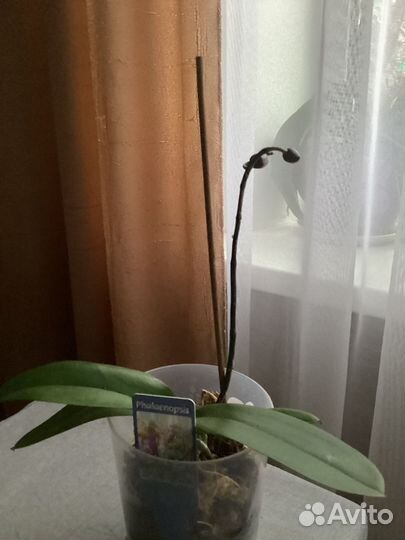 Орхидея фаленопсис