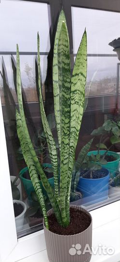 Сансевиерия щучий хвост
