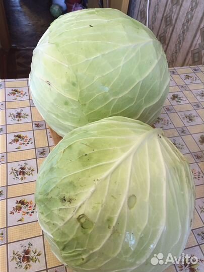 Домашние заготовки из ягод, чеснок,капуста свежая