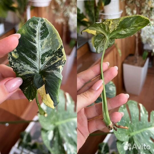 Сингониум яичница