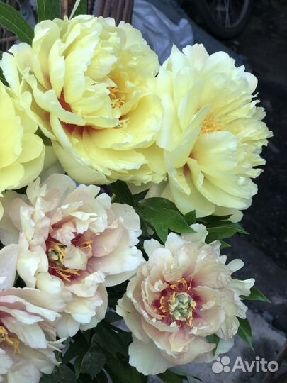 Пионы саженцы