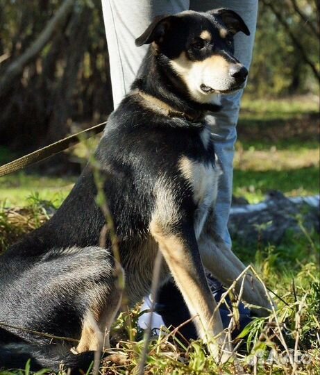 Собака в добрые руки щенок