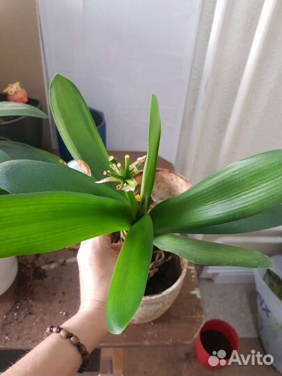 Комнатные цветы кливия