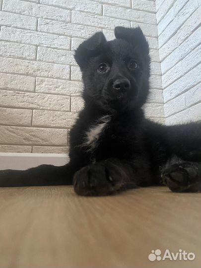 Раздаёт счастье в дом