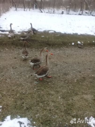 Гуси серые крупные