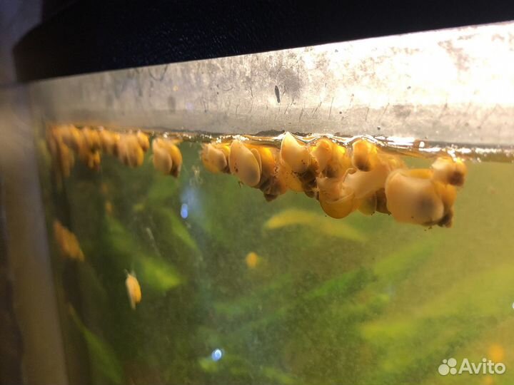 Улитки ампулярии