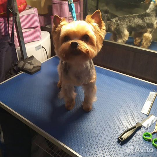 Стрижка собак