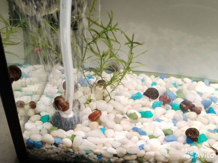 Улитка для аквариума мелании и катушка