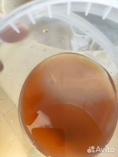 Чайный гриб комбуча