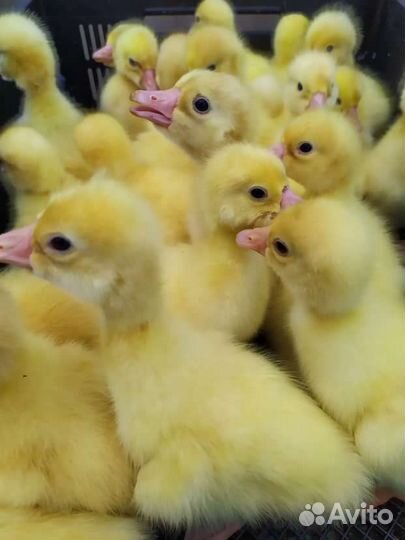 Гуси подрощенные