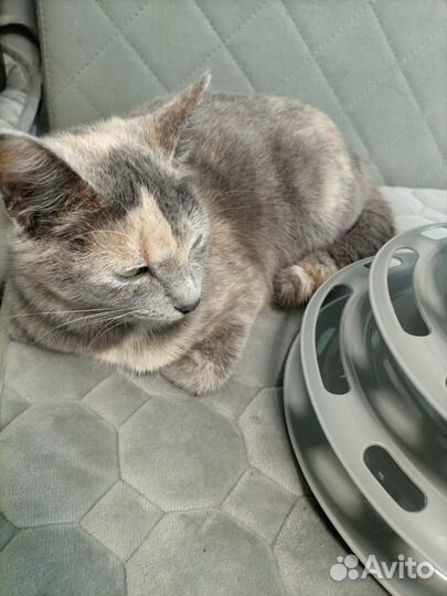 Котенок 4-5 мес