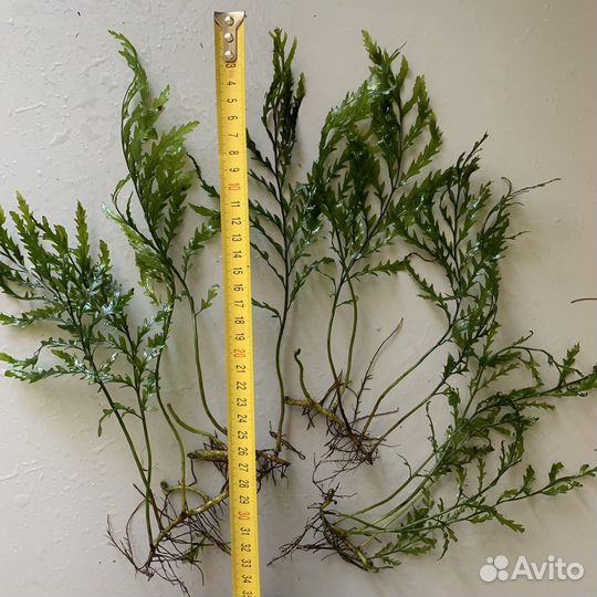 Больбитис Геделоти папороник прополка