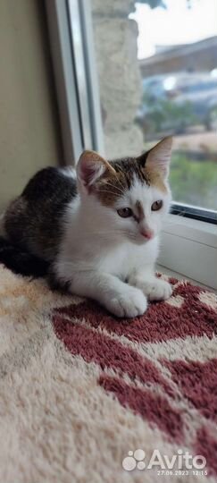 Котенок Милка