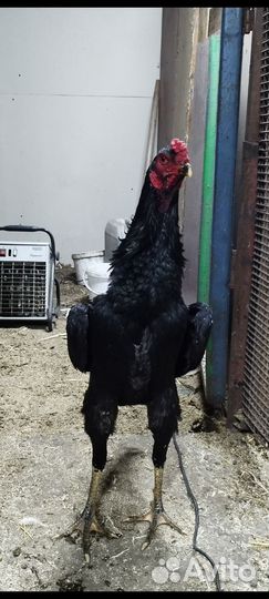 Бойцовые петухи о шамо,только яйцо продается
