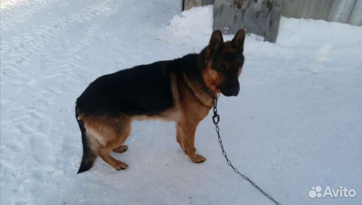 Кобель немецкой овчарки для вязки