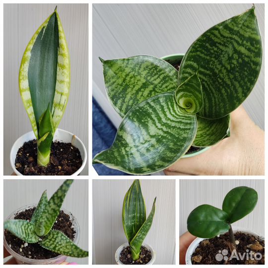 Сансевиерия сортовая и другие