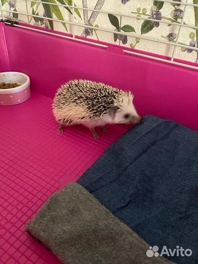 Африканский ежик