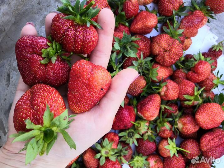 Рассада клубники Лорд и Фестивальная