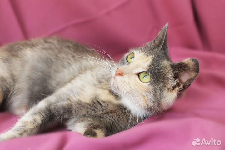 Пёстрая кошечка