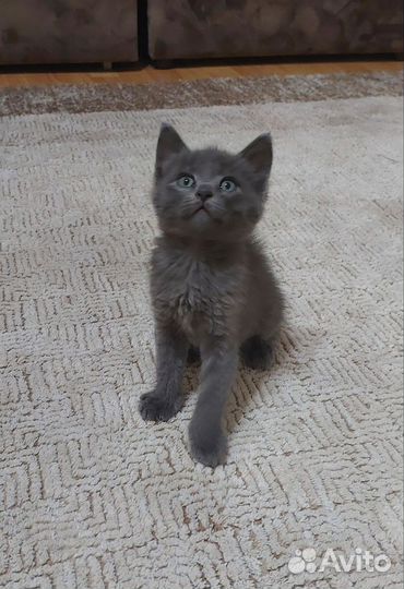 Котенок в добрые руки