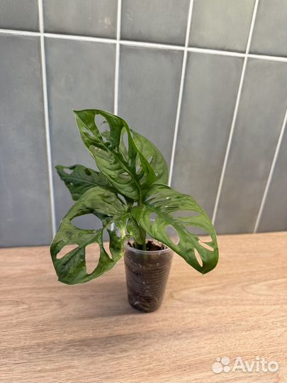 Монстера Адансони / манки маск