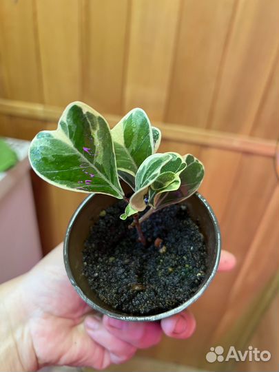 Фикус триангулярис