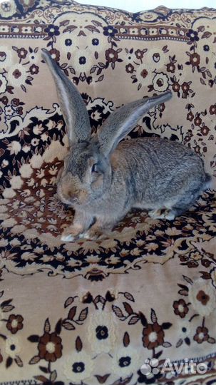 Кролики бельгийский великан