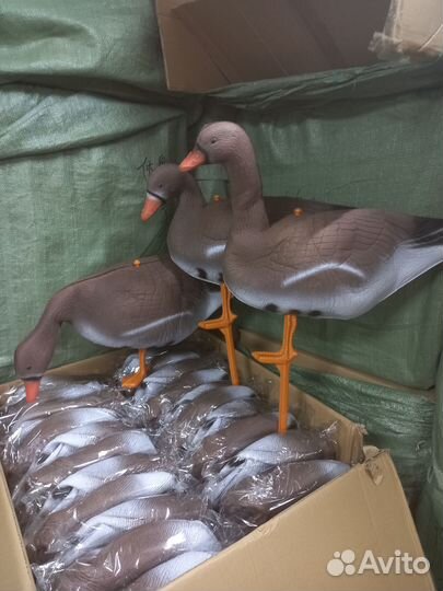 Надежный гусь для охотника (белолоб) Оптом