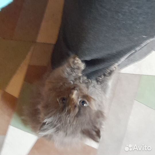 Персидская