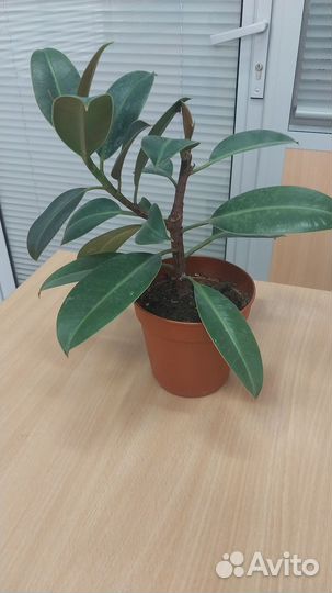 Фикус каучуконосный