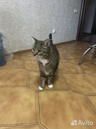 Кот в добрые руки