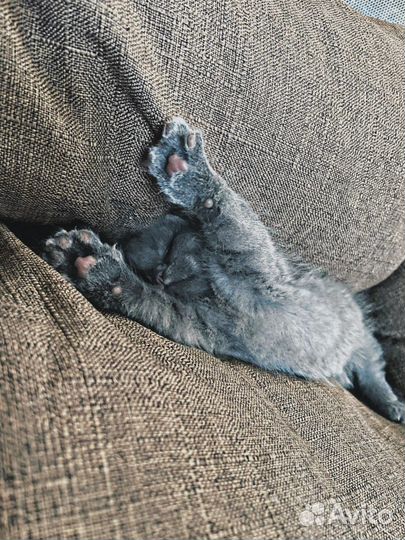 Вислоухие котята