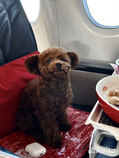 Вязка собак тикап той-пудель