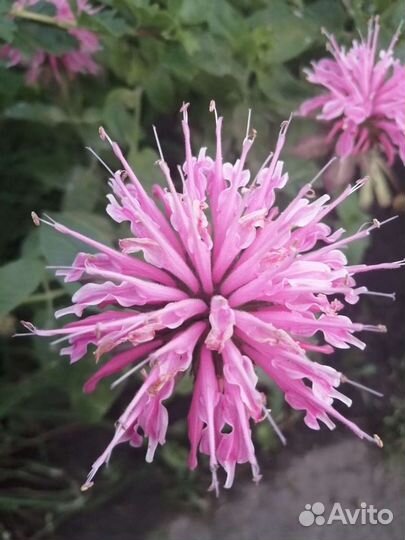 Монарда и другие многЛетние растения о