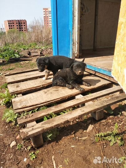 Отдам щенков в добрые руки