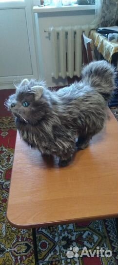 Кот интерьерный