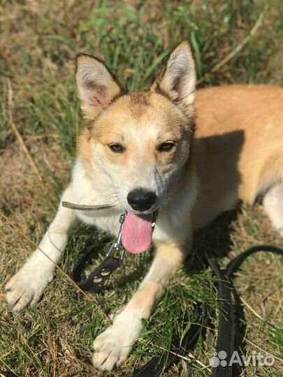 Собака улыбака