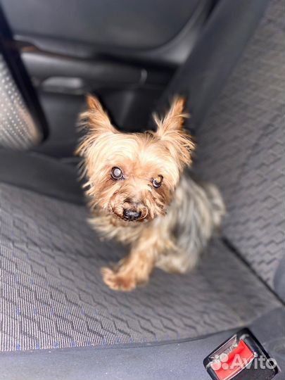 Йоркширский терьер