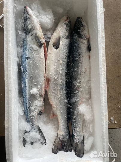 Лосось охлажденный