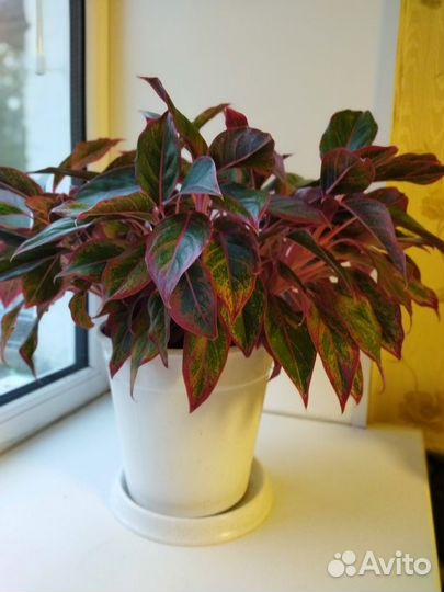 Комнатные растения цветы