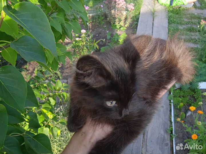 Отдам котенка бесплатно