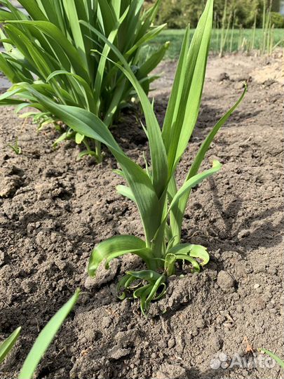 Пионы, хоста,лилейник,сирень