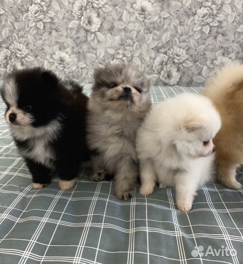 Немецкий шпиц