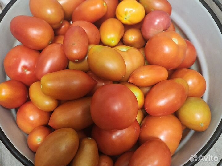 Рассада помидор