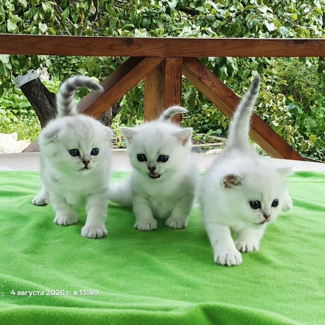 Шотландский прямоухий короткошёрстный котёнок